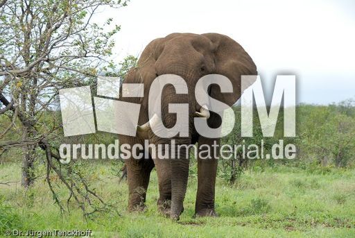 Afrikanischer Elefant (128 von 131).jpg